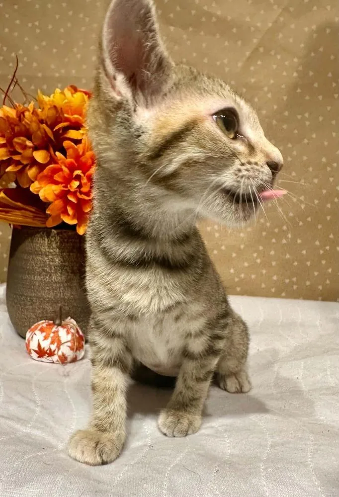 A baby small-sized female Domestic Short Hair cat named Siren for adoption in Groveland, MA