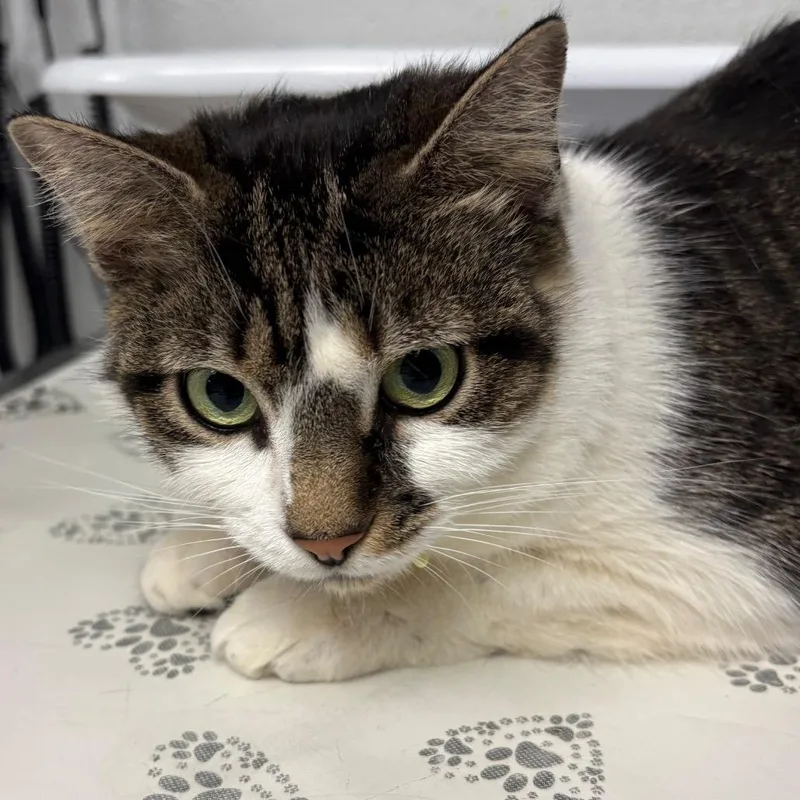 A senior medium-sized female Brown / Chocolate Domestic Short Hair cat named Daisy for adoption in Birdsboro, PA