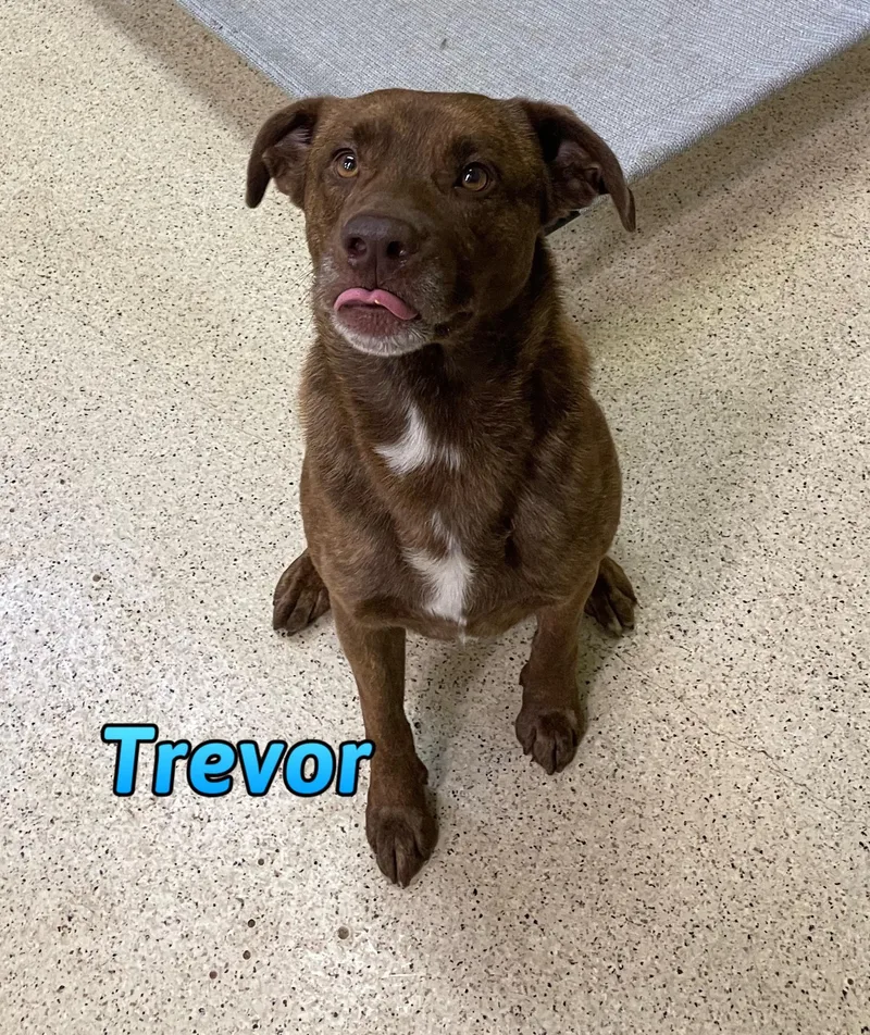 An adult large-sized male Shepherd dog named Trevor for adoption in Muncie, IN
