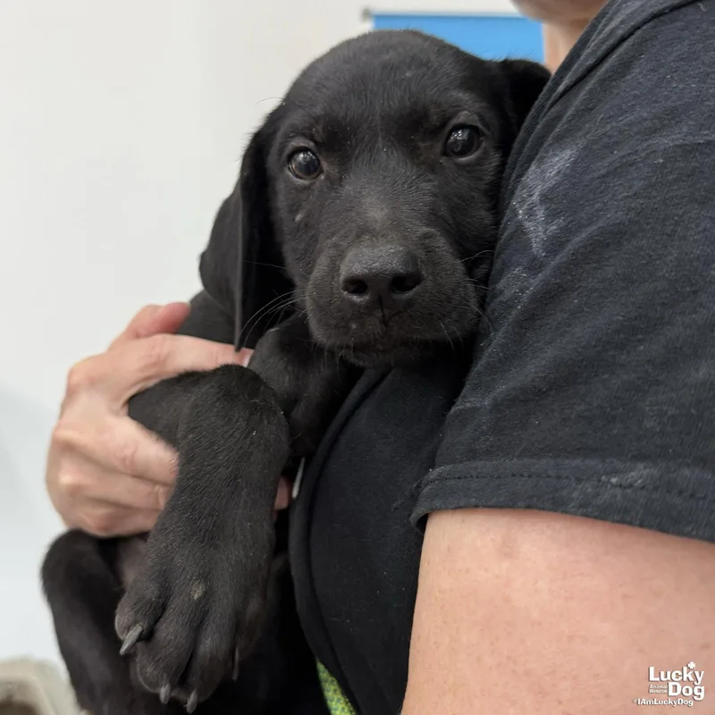 A baby medium-sized male Labrador Retriever dog named Donnie for adoption in Washington, DC