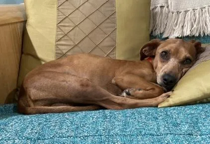 An adult small-sized male Brown / Chocolate Dachshund dog named Danny for adoption in Houston, TX