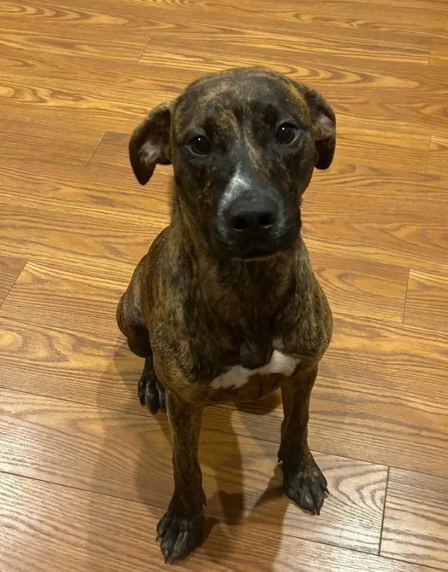 A baby medium-sized female Mixed Breed dog named Mildred for adoption in Eutawville, SC