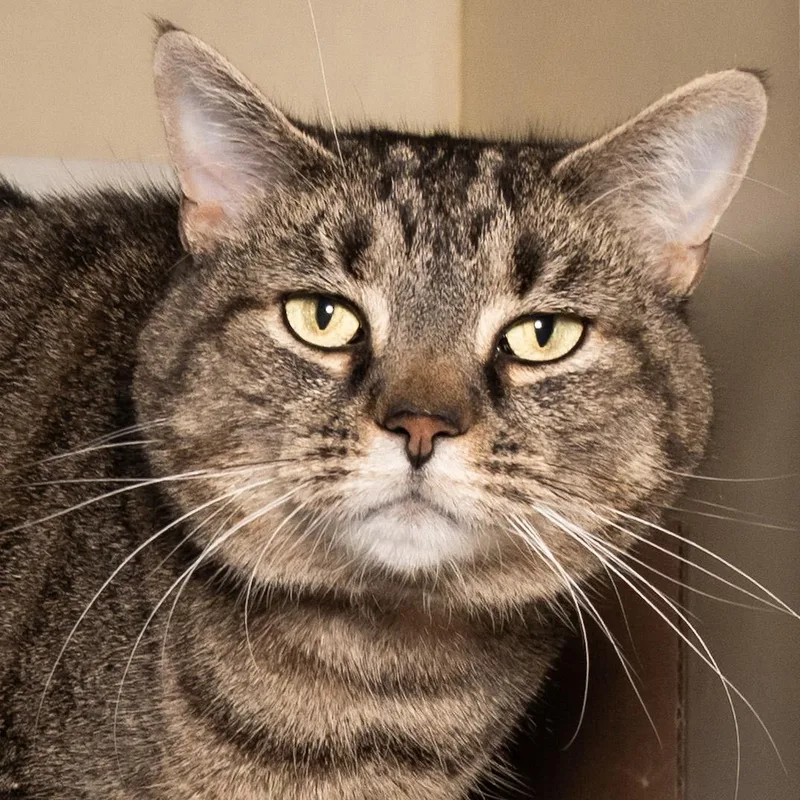 A senior large-sized female Tabby (Brown / Chocolate) Domestic Short Hair cat named Kit for adoption in Victor, NY