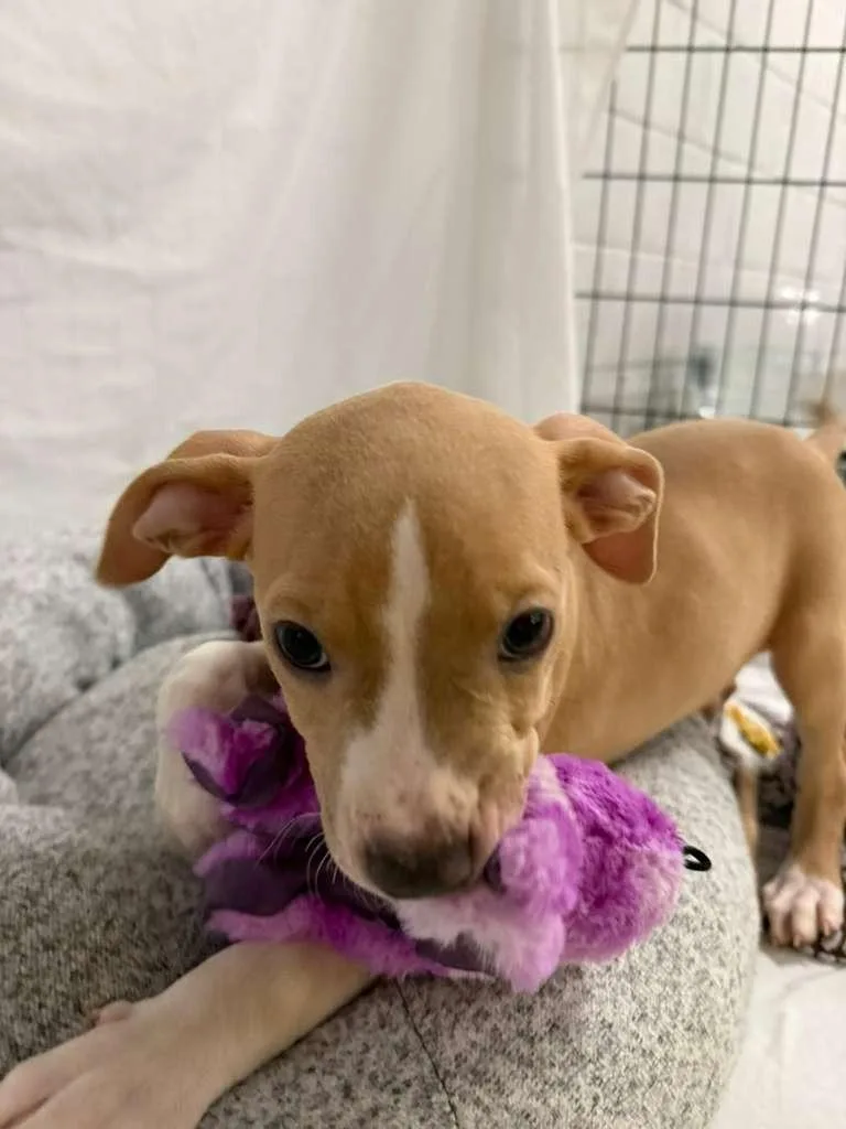 Barry Manilow thumbnail 2