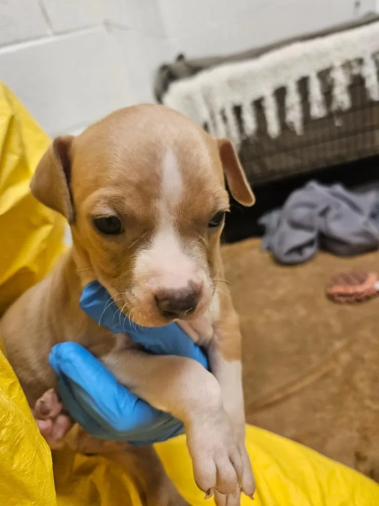 Barry Manilow thumbnail 3