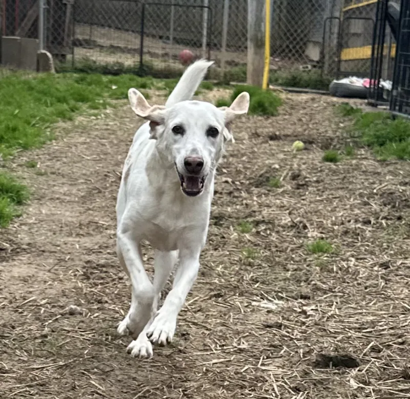 An adult medium-sized female Hound dog named Bonnie for adoption in Shreveport, LA