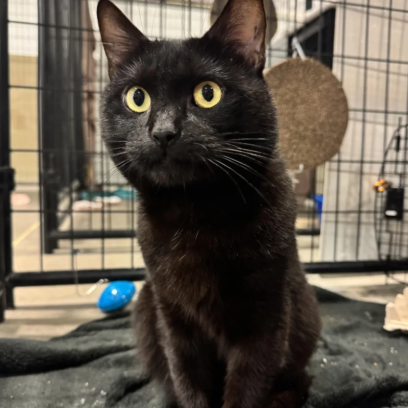 An adult medium-sized male Black Domestic Short Hair cat named Hammy for adoption in Columbus, OH