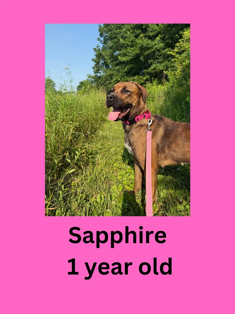 An adult large-sized female Rottweiler dog named Sapphire for adoption in Ravenna, OH