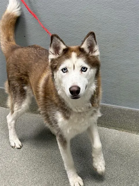 Max