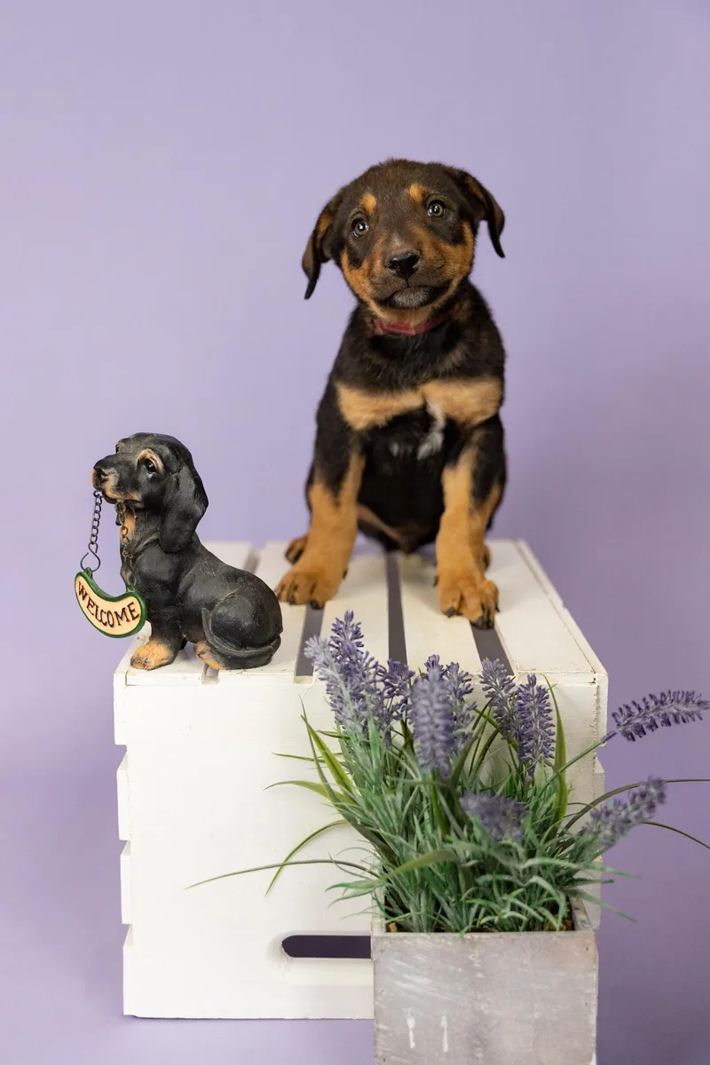 A baby medium-sized male Shepherd dog named 388-26 for adoption in Brighton, CO