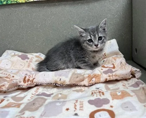 A baby small-sized female Domestic Short Hair cat named A for adoption in Moreno Valley, CA