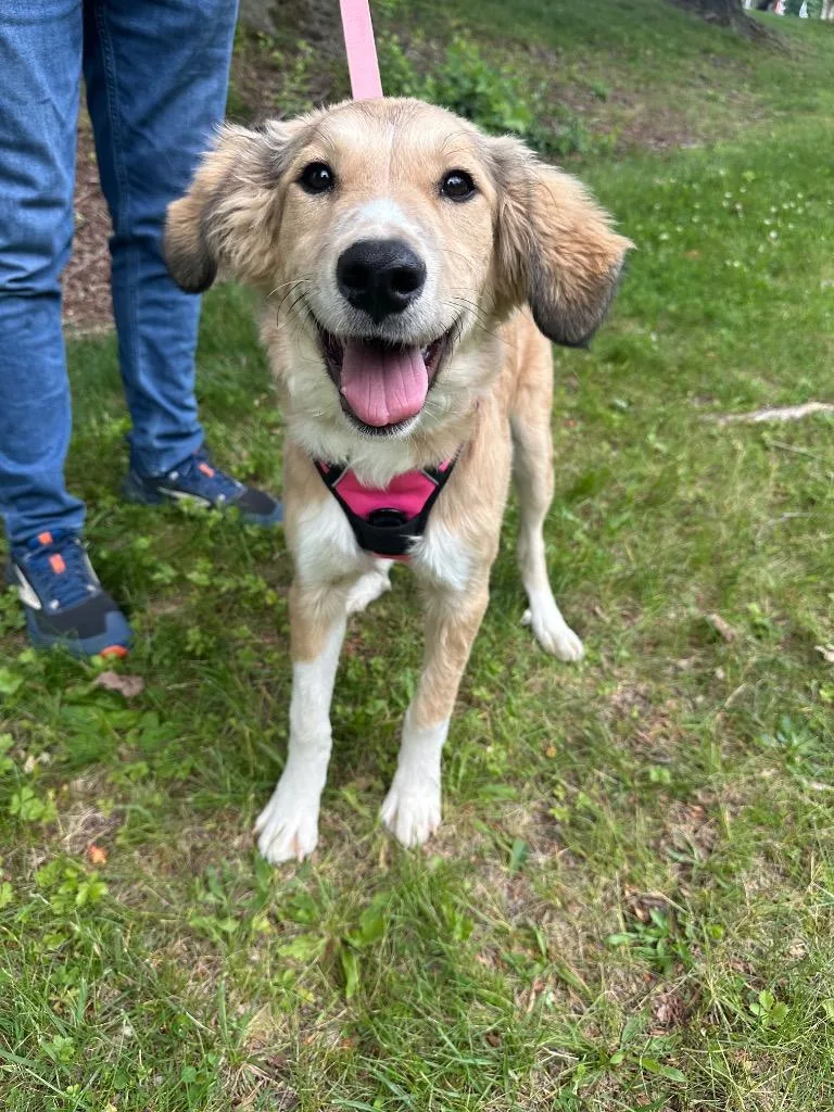 A baby large-sized female Great Pyrenees dog named Honey Bee for adoption in Ewing, NJ
