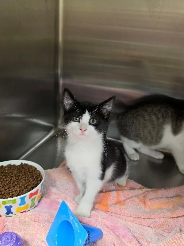 A young medium-sized female Domestic Short Hair cat named Ember for adoption in Bluffton, IN
