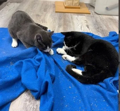 A young medium-sized male Domestic Short Hair cat named Oreo Westborough for adoption in Hudson, MA