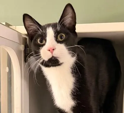 Oreo Westborough thumbnail 2