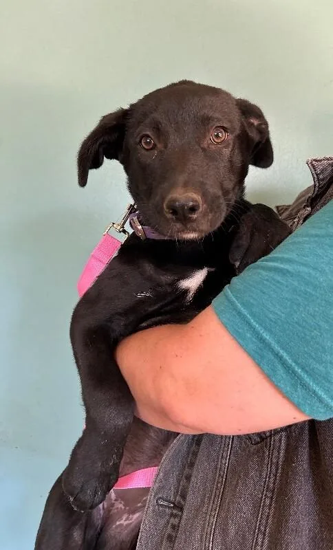 A baby large-sized female Black Shepherd dog named Violet for adoption in Van Nuys, CA
