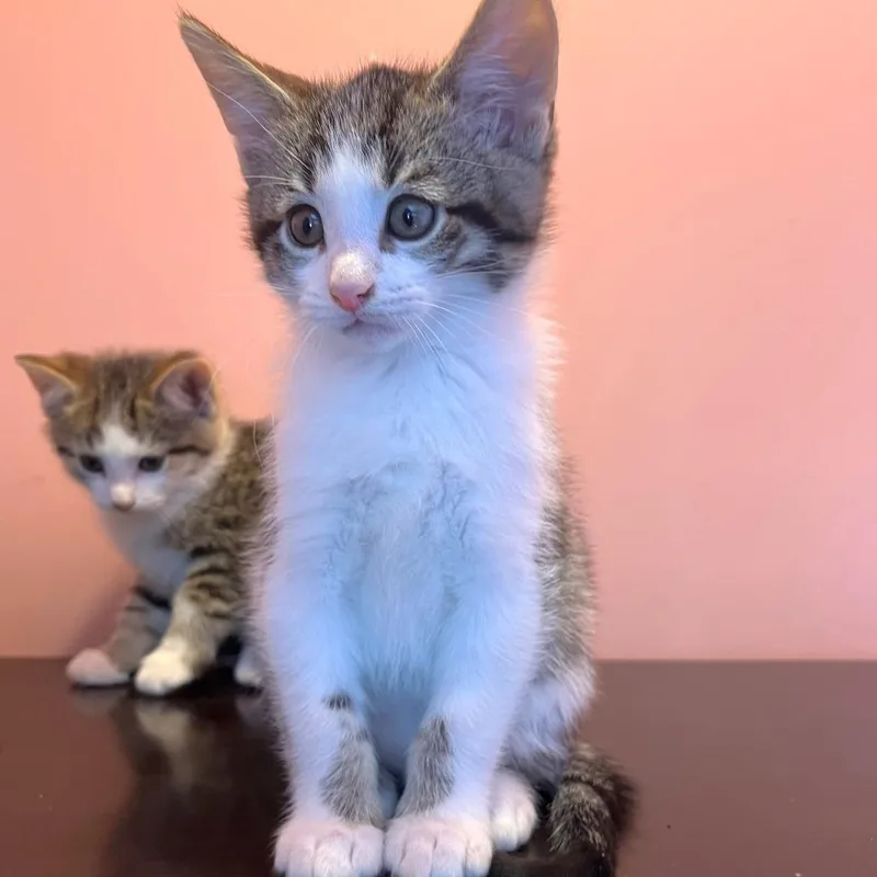 A baby small-sized male Brown / Chocolate Domestic Short Hair cat named Mantis for adoption in Michigan City, IN