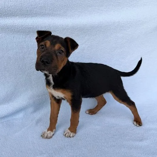 A baby small-sized female Black Shar-Pei dog named Sea Star for adoption in Carencro, LA
