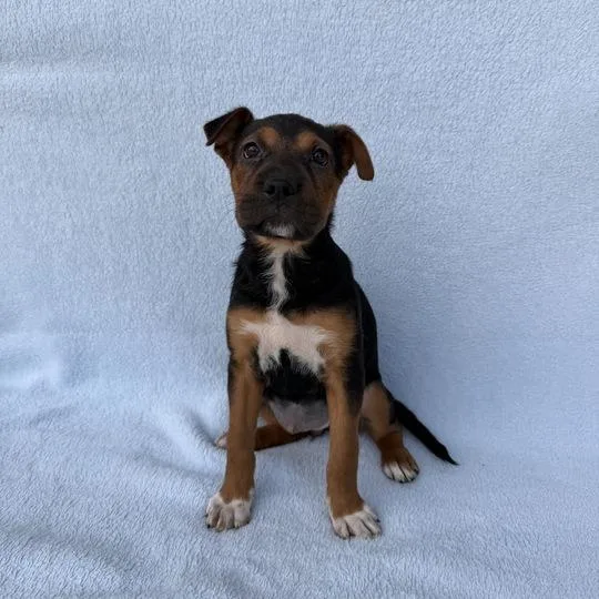 Sea Star thumbnail 2