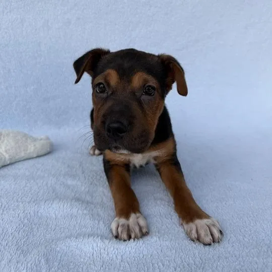 Sea Star thumbnail 3