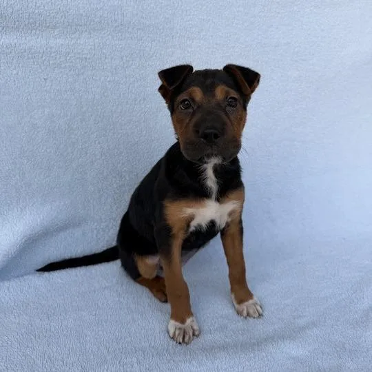 Sea Star thumbnail 4