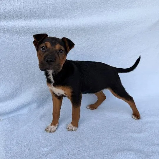 Sea Star thumbnail 5