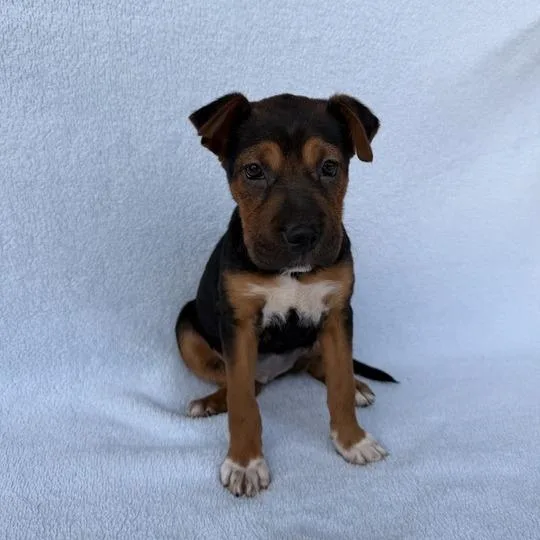 Sea Star thumbnail 6