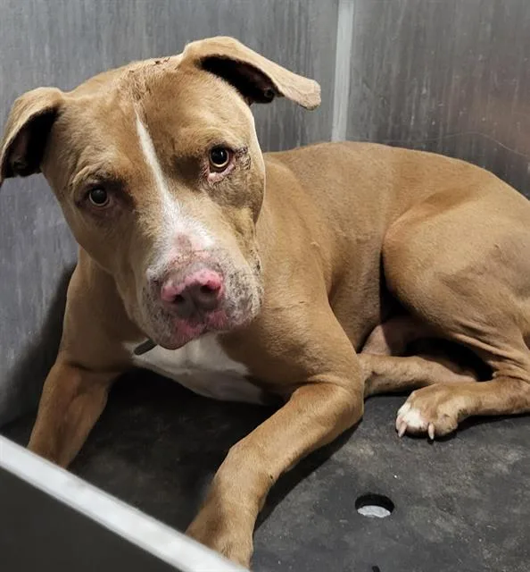 A young large-sized male American Staffordshire Terrier dog named Timmy for adoption in San Antonio, TX