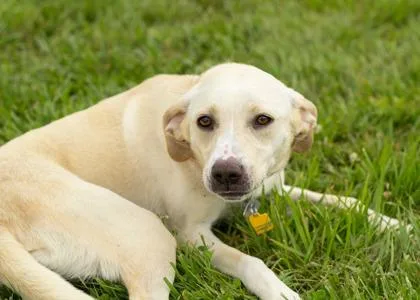A young medium-sized female Apricot / Beige Mixed Breed dog named Nova for adoption in Hamilton, OH