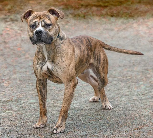 A young medium-sized male Boxer dog named Huey for adoption in New Haven, CT