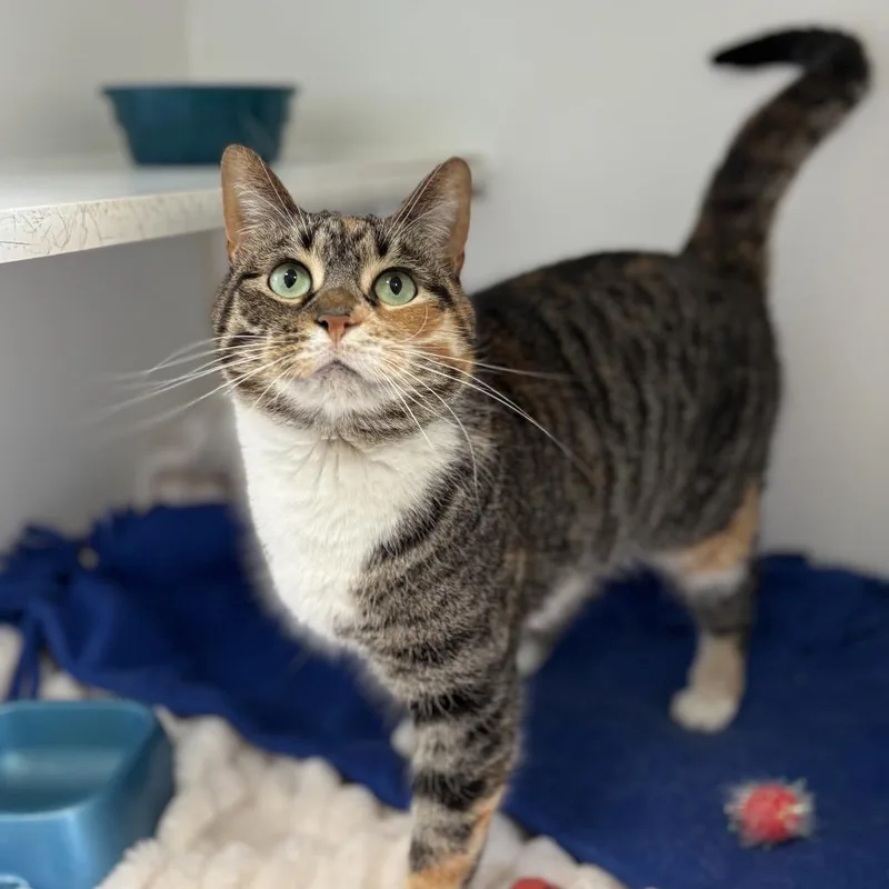 A senior large-sized female Torbie Domestic Short Hair cat named Mabel for adoption in Fargo, ND