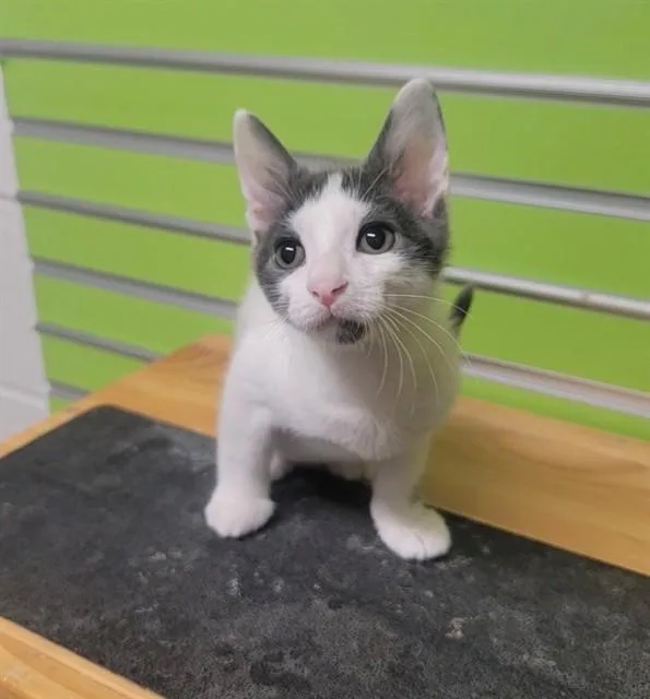 A baby small-sized male Domestic Short Hair cat named Spot for adoption in Saint Peters, MO