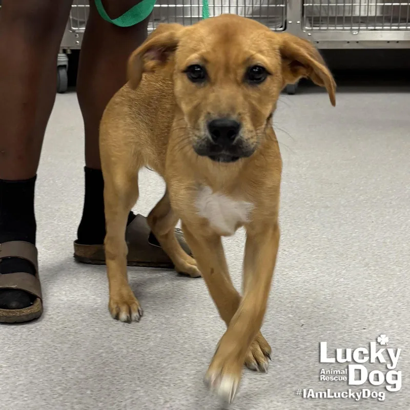 A baby large-sized female Shepherd dog named Posey for adoption in Washington, DC