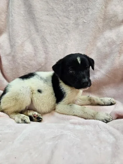 A baby small-sized male Mixed Breed dog named Breezeberry for adoption in West Chester, PA