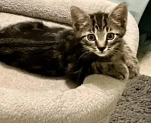A baby medium-sized male Tabby (Leopard / Spotted) Bengal cat named Maverick for adoption in Jacksonville, FL