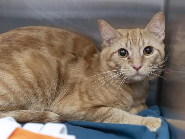 A young small-sized male Domestic Short Hair cat named Cheddar for adoption in Phoenix, AZ