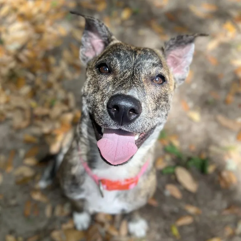 Mimi