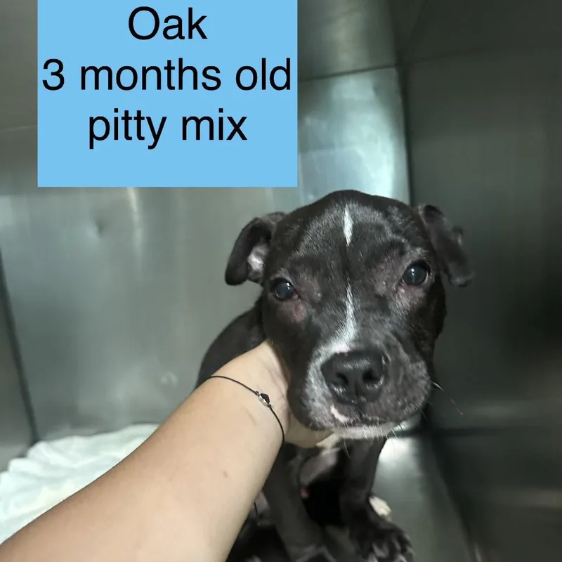 A baby small-sized male Black Pit Bull Terrier dog named Oak for adoption in Tampa, FL