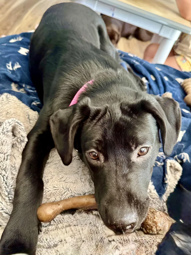 A young medium-sized female Black Labrador Retriever dog named Rae for adoption in Hartland, MI