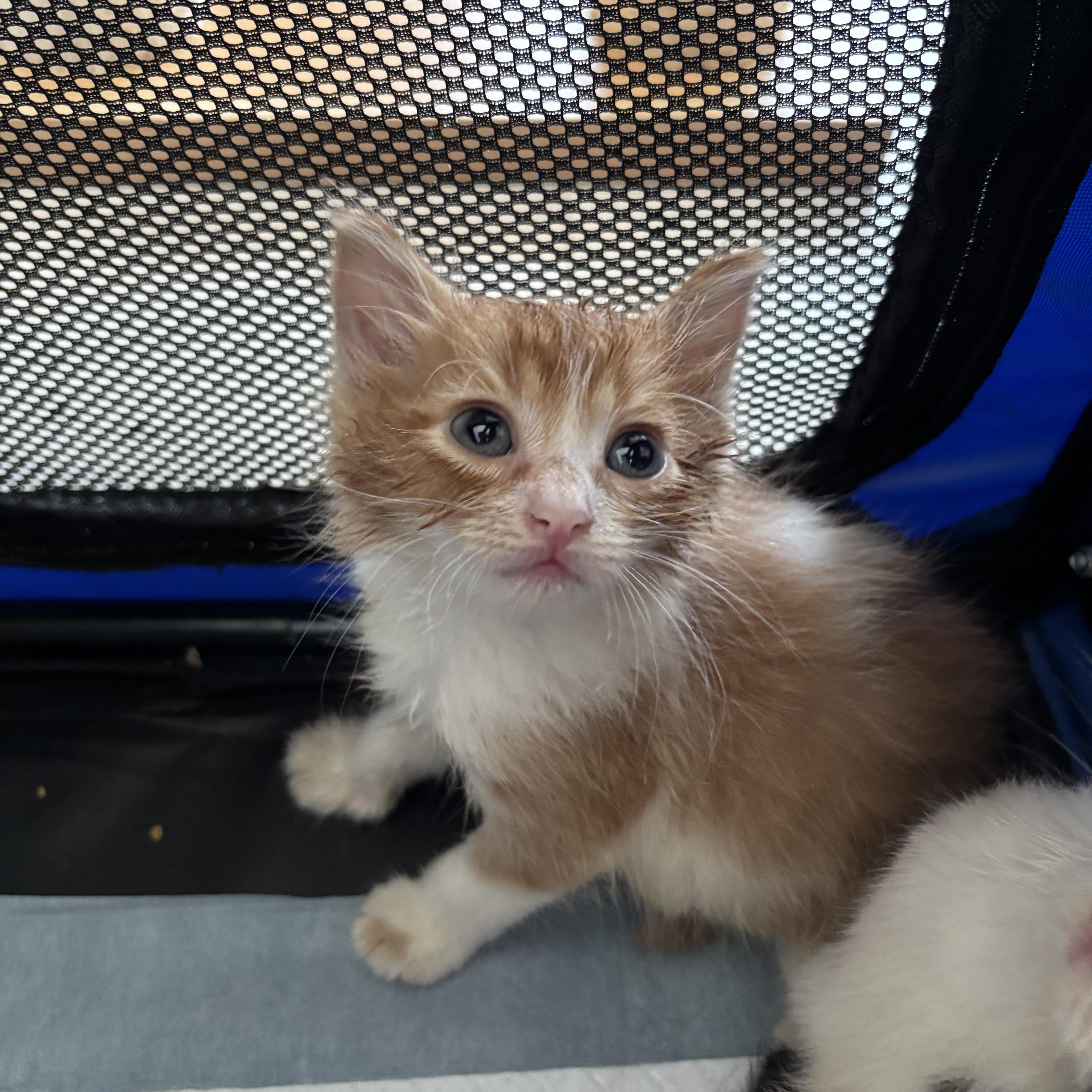 A baby small-sized male Domestic Short Hair cat named Radar for adoption in EWA BEACH, HI