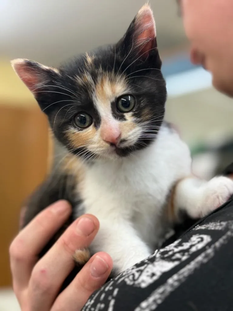 A baby small-sized female Domestic Short Hair cat named Amethyst for adoption in Syracuse, IN
