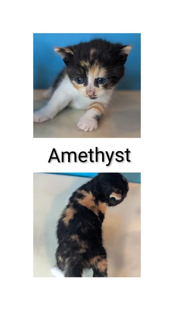 Amethyst thumbnail 2