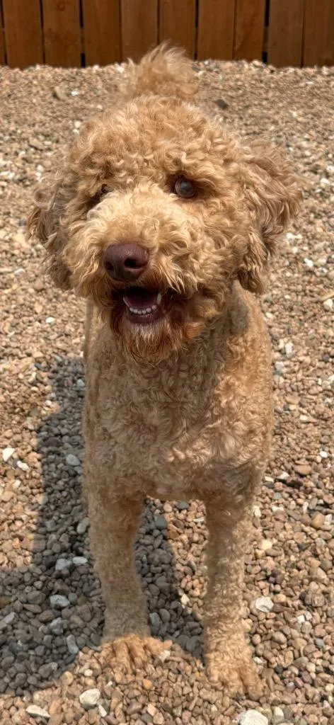 An adult large-sized male Poodle dog named Keller for adoption in Hastings, NE