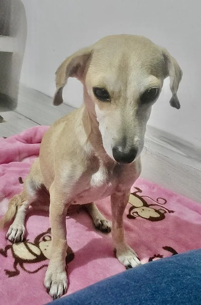 A young small-sized female White / Cream Dachshund dog named Paloma for adoption in Escondido, CA