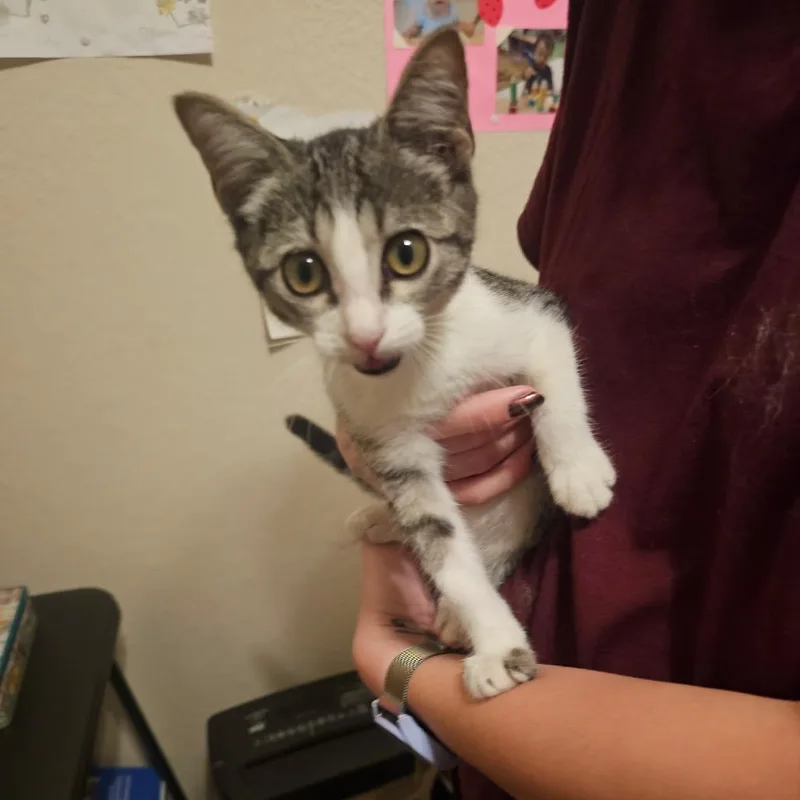 A baby small-sized female Brown / Chocolate Domestic Short Hair cat named Oreo for adoption in San Antonio, TX