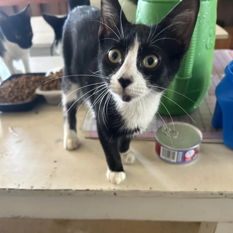 A young medium-sized female Black & White / Tuxedo Domestic Short Hair cat named Willa for adoption in Springdale, AR