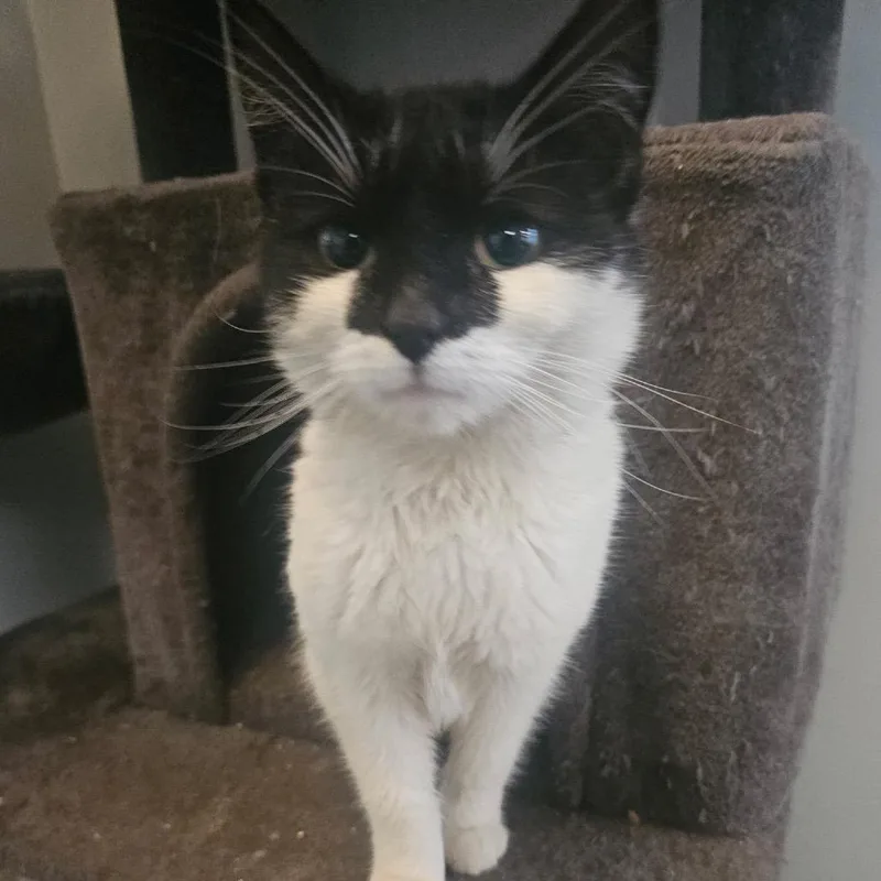 A young small-sized female Calico Domestic Short Hair cat named Zucchini for adoption in Silver Spring, MD