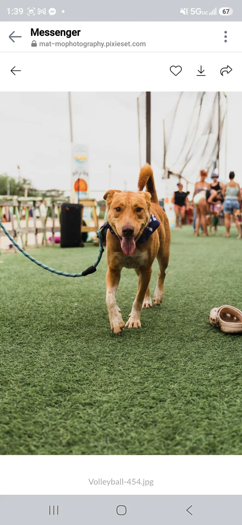 A young medium-sized male Yellow / Tan / Blond / Fawn Shepherd dog named Taz CP for adoption in Austin, TX