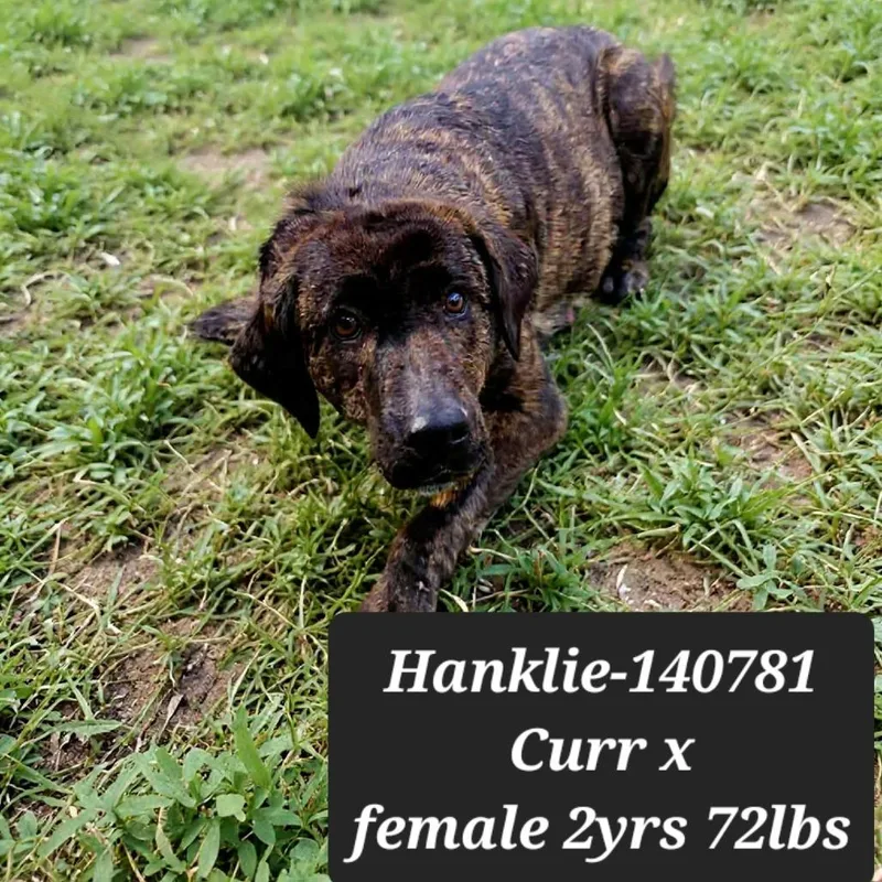 Hanklie