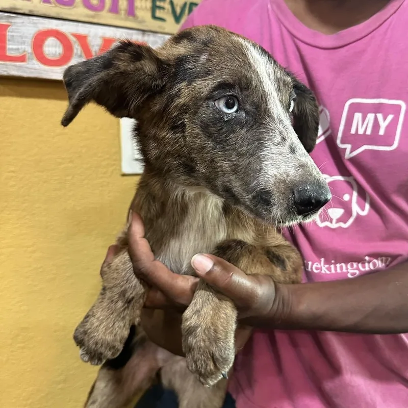 A baby medium-sized female Brindle Catahoula Leopard Dog dog named Knoxy Local Sept for adoption in Brookshire, TX